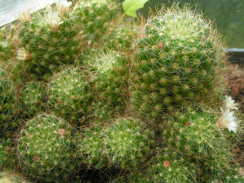 Mammillaria wildii